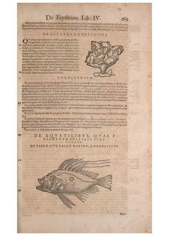 Reproducción/Reproduction 14947893574: Conradi Gesneri medici Tigurini Historiae animalium liber IV :. Francofurti :In Bibliopolio Andreae Cambieri,anno MDCIIII [1604]