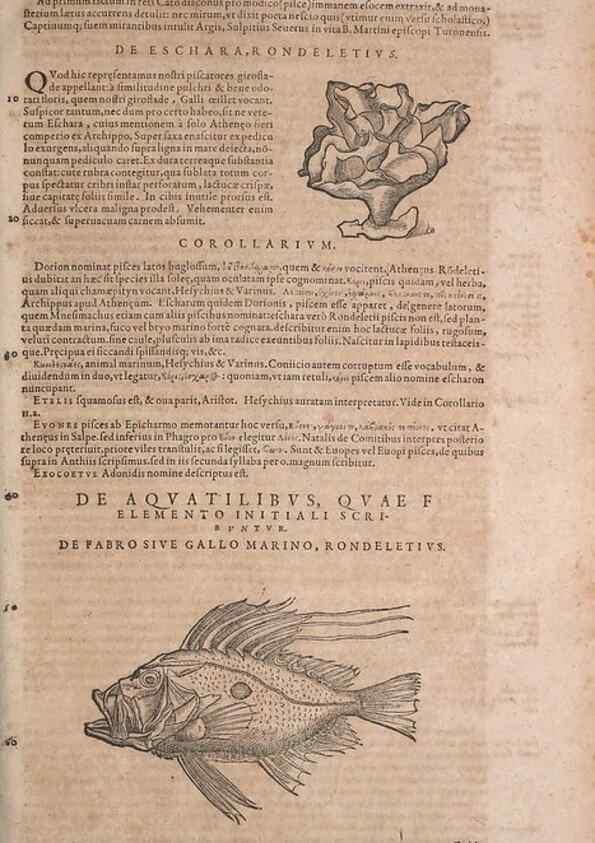 Reproducción/Reproduction 14947893574: Conradi Gesneri medici Tigurini Historiae animalium liber IV :. Francofurti :In Bibliopolio Andreae Cambieri,anno MDCIIII [1604]