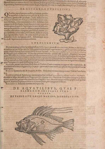 Reproducción/Reproduction 14947893574: Conradi Gesneri medici Tigurini Historiae animalium liber IV :. Francofurti :In Bibliopolio Andreae Cambieri,anno MDCIIII [1604]
