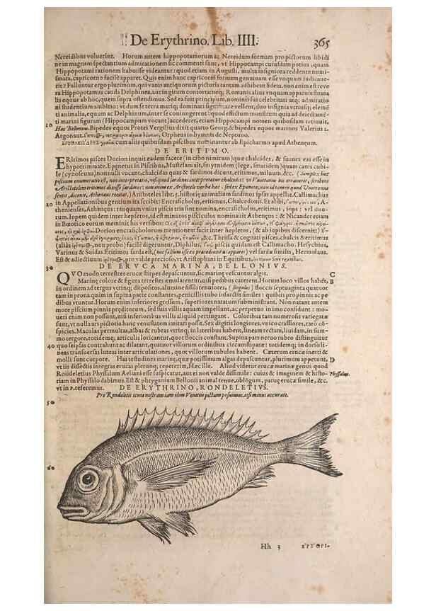 Reproducción/Reproduction 15382488968: Conradi Gesneri medici Tigurini Historiae animalium liber IV :. Francofurti :In Bibliopolio Andreae Cambieri,anno MDCIIII [1604]