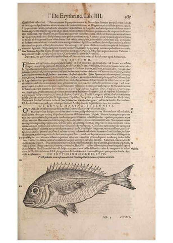 Reproducción/Reproduction 15382488968: Conradi Gesneri medici Tigurini Historiae animalium liber IV :. Francofurti :In Bibliopolio Andreae Cambieri,anno MDCIIII [1604]