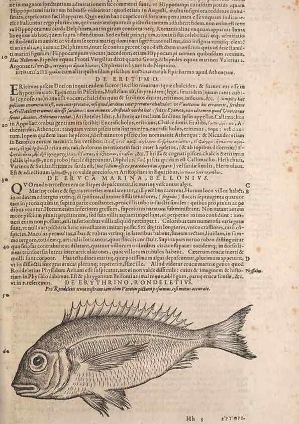 Reproducción/Reproduction 15382488968: Conradi Gesneri medici Tigurini Historiae animalium liber IV :. Francofurti :In Bibliopolio Andreae Cambieri,anno MDCIIII [1604]