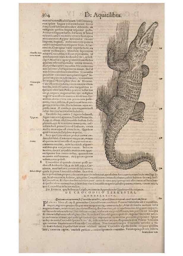 Reproducción/Reproduction 15382599597: Conradi Gesneri medici Tigurini Historiae animalium liber IV :. Francofurti :In Bibliopolio Andreae Cambieri,anno MDCIIII [1604]