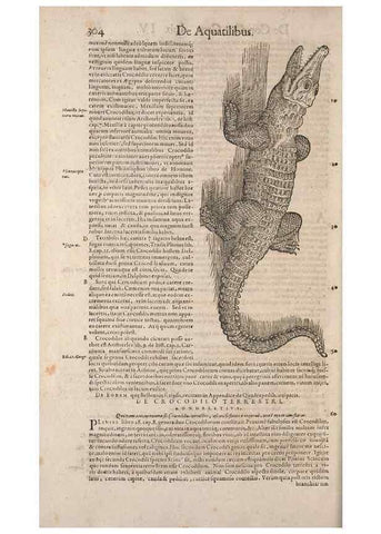 Reproducción/Reproduction 15382599597: Conradi Gesneri medici Tigurini Historiae animalium liber IV :. Francofurti :In Bibliopolio Andreae Cambieri,anno MDCIIII [1604]