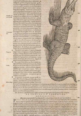 Reproducción/Reproduction 15382599597: Conradi Gesneri medici Tigurini Historiae animalium liber IV :. Francofurti :In Bibliopolio Andreae Cambieri,anno MDCIIII [1604]