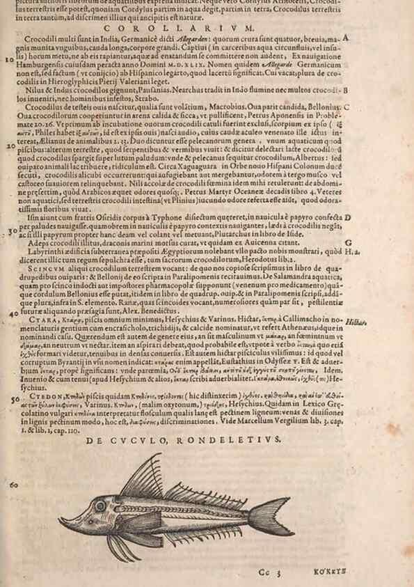 Reproducción/Reproduction 14947860574: Conradi Gesneri medici Tigurini Historiae animalium liber IV :. Francofurti :In Bibliopolio Andreae Cambieri,anno MDCIIII [1604]
