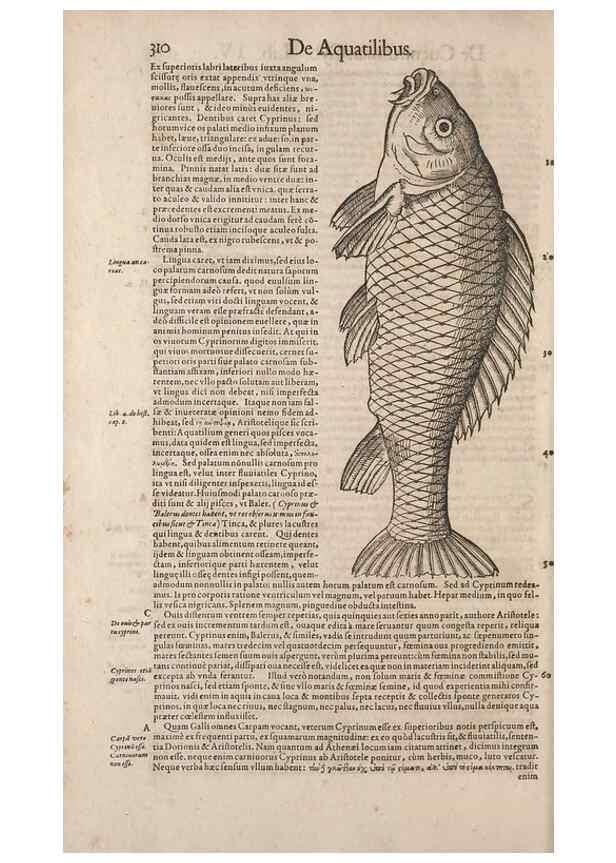 Reproducción/Reproduction 15569449872: Conradi Gesneri medici Tigurini Historiae animalium liber IV :. Francofurti :In Bibliopolio Andreae Cambieri,anno MDCIIII [1604]