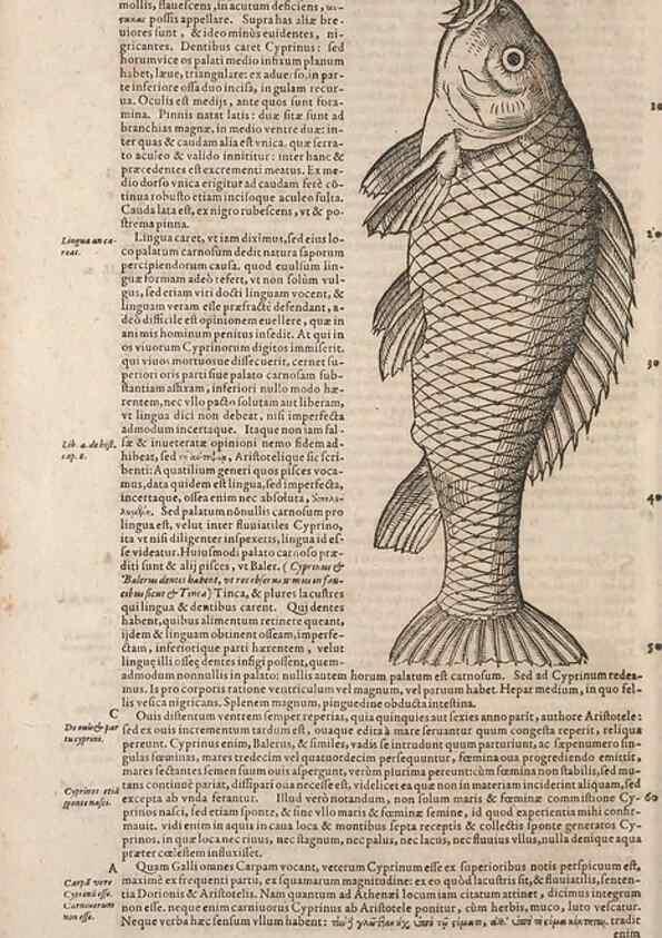 Reproducción/Reproduction 15569449872: Conradi Gesneri medici Tigurini Historiae animalium liber IV :. Francofurti :In Bibliopolio Andreae Cambieri,anno MDCIIII [1604]