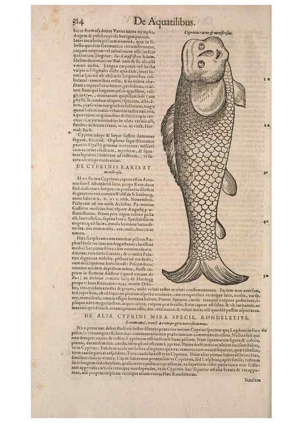 Reproducción/Reproduction 15382984390: Conradi Gesneri medici Tigurini Historiae animalium liber IV :. Francofurti :In Bibliopolio Andreae Cambieri,anno MDCIIII [1604]