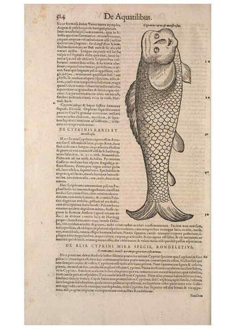 Reproducción/Reproduction 15382984390: Conradi Gesneri medici Tigurini Historiae animalium liber IV :. Francofurti :In Bibliopolio Andreae Cambieri,anno MDCIIII [1604]