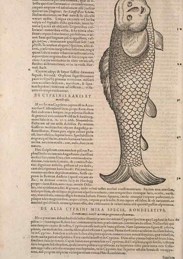 Reproducción/Reproduction 15382984390: Conradi Gesneri medici Tigurini Historiae animalium liber IV :. Francofurti :In Bibliopolio Andreae Cambieri,anno MDCIIII [1604]