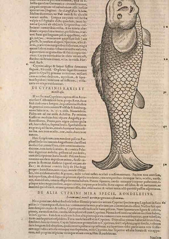Reproducción/Reproduction 15382984390: Conradi Gesneri medici Tigurini Historiae animalium liber IV :. Francofurti :In Bibliopolio Andreae Cambieri,anno MDCIIII [1604]
