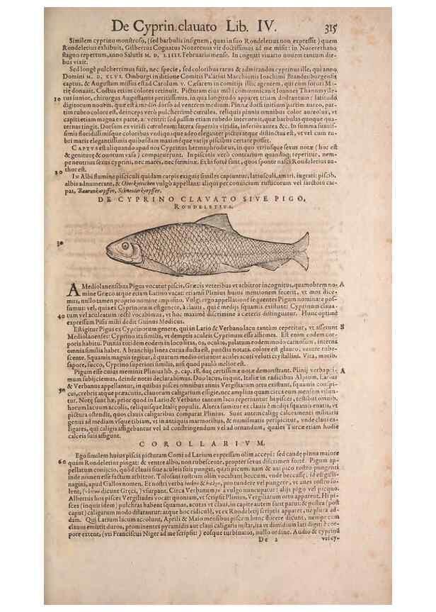 Reproducción/Reproduction 14947866764: Conradi Gesneri medici Tigurini Historiae animalium liber IV :. Francofurti :In Bibliopolio Andreae Cambieri,anno MDCIIII [1604]