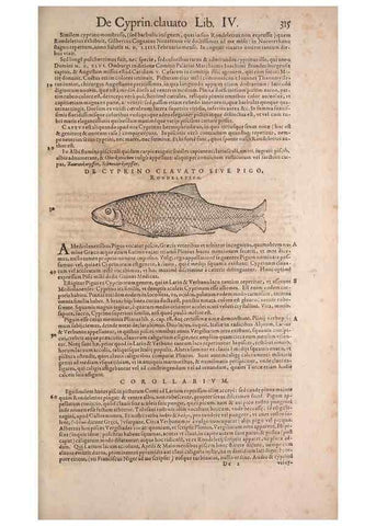 Reproducción/Reproduction 14947866764: Conradi Gesneri medici Tigurini Historiae animalium liber IV :. Francofurti :In Bibliopolio Andreae Cambieri,anno MDCIIII [1604]