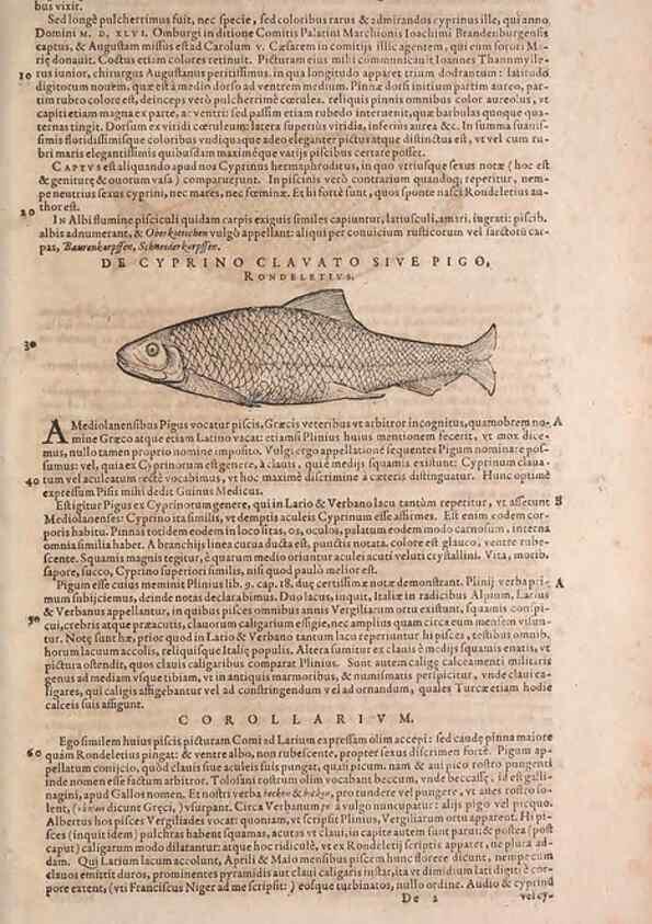 Reproducción/Reproduction 14947866764: Conradi Gesneri medici Tigurini Historiae animalium liber IV :. Francofurti :In Bibliopolio Andreae Cambieri,anno MDCIIII [1604]