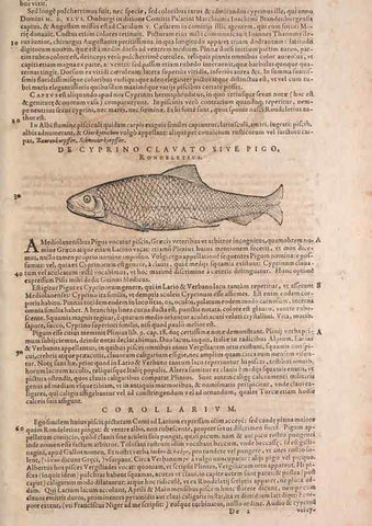 Reproducción/Reproduction 14947866764: Conradi Gesneri medici Tigurini Historiae animalium liber IV :. Francofurti :In Bibliopolio Andreae Cambieri,anno MDCIIII [1604]