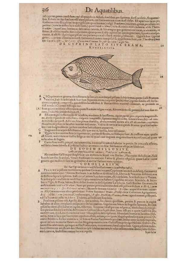 Reproducción/Reproduction 15544915706: Conradi Gesneri medici Tigurini Historiae animalium liber IV :. Francofurti :In Bibliopolio Andreae Cambieri,anno MDCIIII [1604]