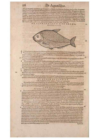 Reproducción/Reproduction 15544915706: Conradi Gesneri medici Tigurini Historiae animalium liber IV :. Francofurti :In Bibliopolio Andreae Cambieri,anno MDCIIII [1604]