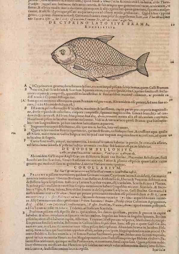 Reproducción/Reproduction 15544915706: Conradi Gesneri medici Tigurini Historiae animalium liber IV :. Francofurti :In Bibliopolio Andreae Cambieri,anno MDCIIII [1604]