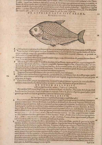 Reproducción/Reproduction 15544915706: Conradi Gesneri medici Tigurini Historiae animalium liber IV :. Francofurti :In Bibliopolio Andreae Cambieri,anno MDCIIII [1604]