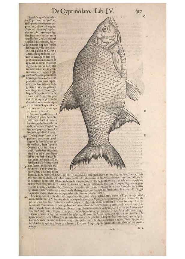 Reproducción/Reproduction 15382611647: Conradi Gesneri medici Tigurini Historiae animalium liber IV :. Francofurti :In Bibliopolio Andreae Cambieri,anno MDCIIII [1604]