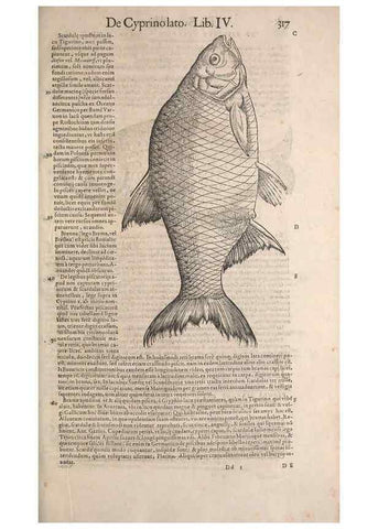 Reproducción/Reproduction 15382611647: Conradi Gesneri medici Tigurini Historiae animalium liber IV :. Francofurti :In Bibliopolio Andreae Cambieri,anno MDCIIII [1604]