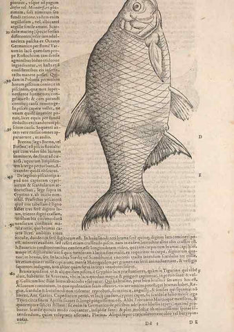 Reproducción/Reproduction 15382611647: Conradi Gesneri medici Tigurini Historiae animalium liber IV :. Francofurti :In Bibliopolio Andreae Cambieri,anno MDCIIII [1604]