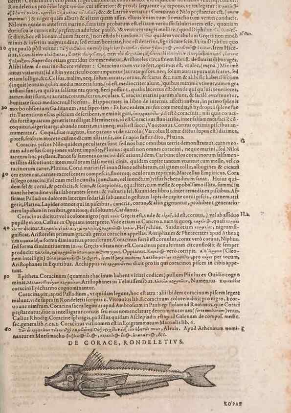 Reproducción/Reproduction 15565934031: Conradi Gesneri medici Tigurini Historiae animalium liber IV :. Francofurti :In Bibliopolio Andreae Cambieri,anno MDCIIII [1604]