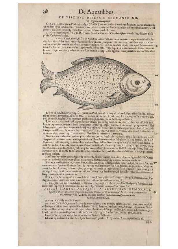 Reproducción/Reproduction 15568622115: Conradi Gesneri medici Tigurini Historiae animalium liber IV :. Francofurti :In Bibliopolio Andreae Cambieri,anno MDCIIII [1604]