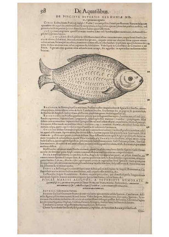 Reproducción/Reproduction 15568622115: Conradi Gesneri medici Tigurini Historiae animalium liber IV :. Francofurti :In Bibliopolio Andreae Cambieri,anno MDCIIII [1604]