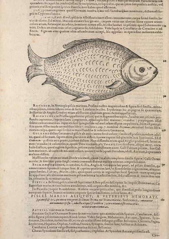 Reproducción/Reproduction 15568622115: Conradi Gesneri medici Tigurini Historiae animalium liber IV :. Francofurti :In Bibliopolio Andreae Cambieri,anno MDCIIII [1604]