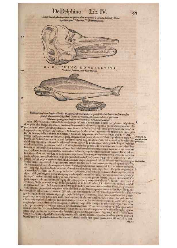 Reproducción/Reproduction 14947876774: Conradi Gesneri medici Tigurini Historiae animalium liber IV :. Francofurti :In Bibliopolio Andreae Cambieri,anno MDCIIII [1604]