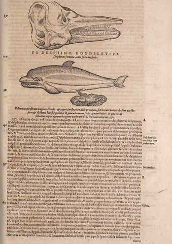 Reproducción/Reproduction 14947876774: Conradi Gesneri medici Tigurini Historiae animalium liber IV :. Francofurti :In Bibliopolio Andreae Cambieri,anno MDCIIII [1604]