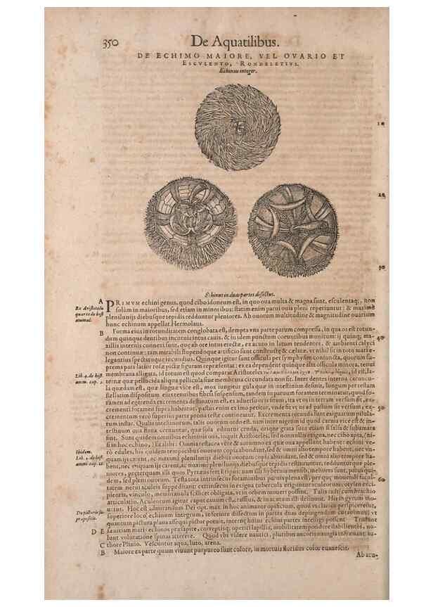 Reproducción/Reproduction 14947878944: Conradi Gesneri medici Tigurini Historiae animalium liber IV :. Francofurti :In Bibliopolio Andreae Cambieri,anno MDCIIII [1604]