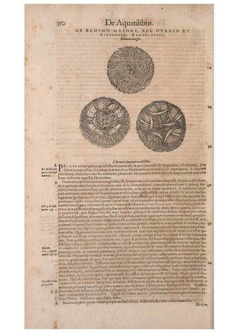 Reproducción/Reproduction 14947878944: Conradi Gesneri medici Tigurini Historiae animalium liber IV :. Francofurti :In Bibliopolio Andreae Cambieri,anno MDCIIII [1604]