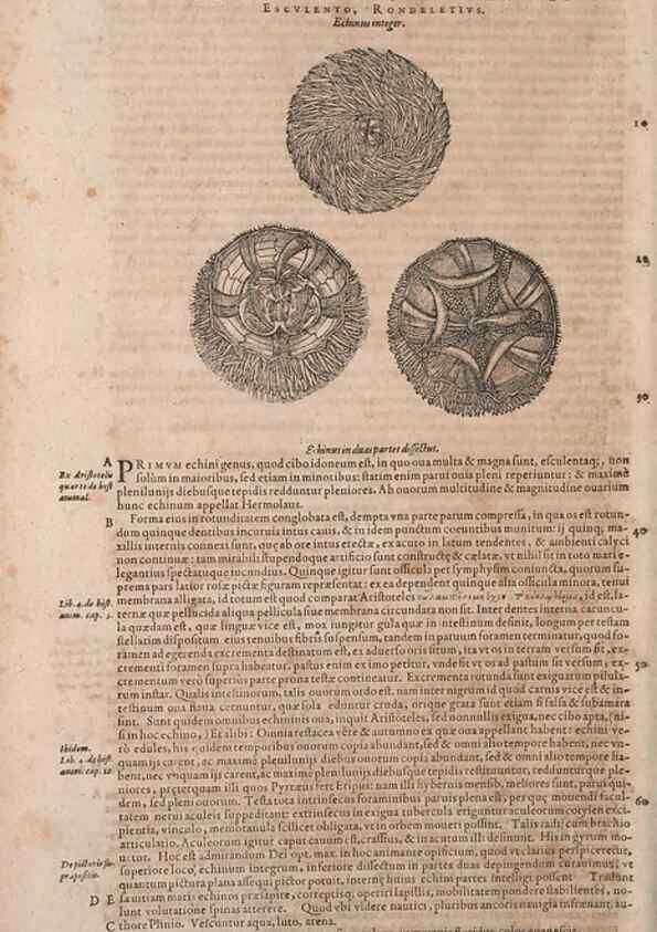Reproducción/Reproduction 14947878944: Conradi Gesneri medici Tigurini Historiae animalium liber IV :. Francofurti :In Bibliopolio Andreae Cambieri,anno MDCIIII [1604]