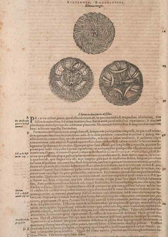 Reproducción/Reproduction 14947878944: Conradi Gesneri medici Tigurini Historiae animalium liber IV :. Francofurti :In Bibliopolio Andreae Cambieri,anno MDCIIII [1604]
