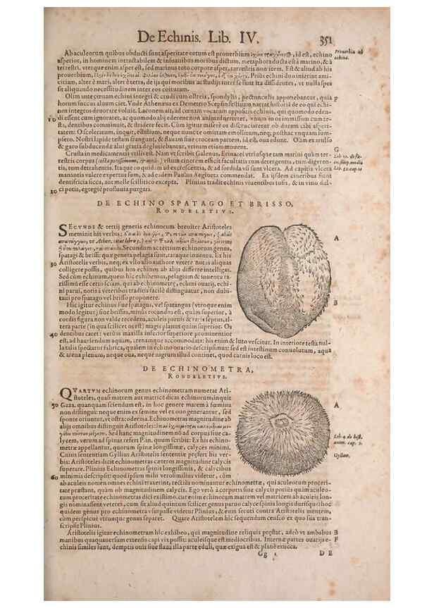 Reproducción/Reproduction 15383000460: Conradi Gesneri medici Tigurini Historiae animalium liber IV :. Francofurti :In Bibliopolio Andreae Cambieri,anno MDCIIII [1604]