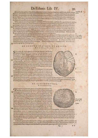 Reproducción/Reproduction 15383000460: Conradi Gesneri medici Tigurini Historiae animalium liber IV :. Francofurti :In Bibliopolio Andreae Cambieri,anno MDCIIII [1604]