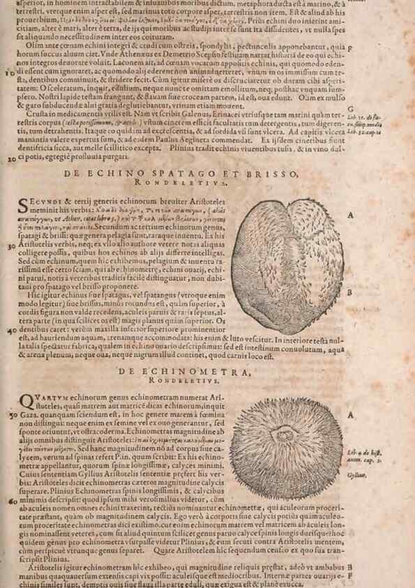 Reproducción/Reproduction 15383000460: Conradi Gesneri medici Tigurini Historiae animalium liber IV :. Francofurti :In Bibliopolio Andreae Cambieri,anno MDCIIII [1604]