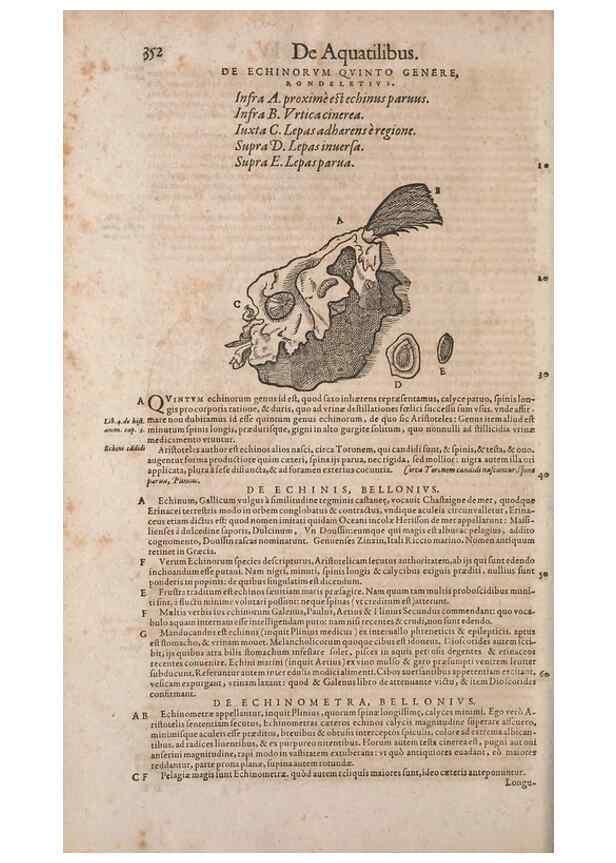 Reproducción/Reproduction 15568632955: Conradi Gesneri medici Tigurini Historiae animalium liber IV :. Francofurti :In Bibliopolio Andreae Cambieri,anno MDCIIII [1604]