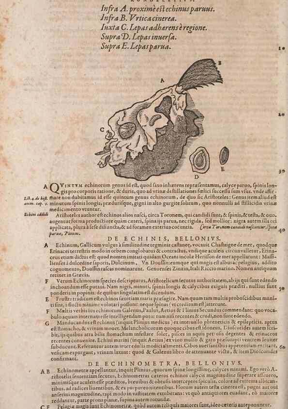 Reproducción/Reproduction 15568632955: Conradi Gesneri medici Tigurini Historiae animalium liber IV :. Francofurti :In Bibliopolio Andreae Cambieri,anno MDCIIII [1604]