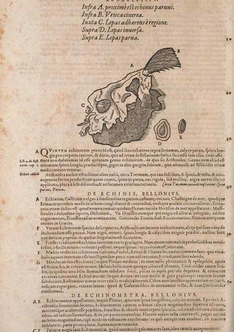 Reproducción/Reproduction 15568632955: Conradi Gesneri medici Tigurini Historiae animalium liber IV :. Francofurti :In Bibliopolio Andreae Cambieri,anno MDCIIII [1604]