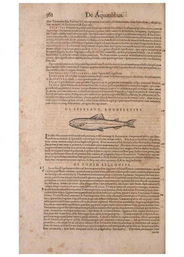 Reproducción/Reproduction 15569473042: Conradi Gesneri medici Tigurini Historiae animalium liber IV :. Francofurti :In Bibliopolio Andreae Cambieri,anno MDCIIII [1604]