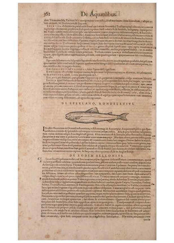 Reproducción/Reproduction 15569473042: Conradi Gesneri medici Tigurini Historiae animalium liber IV :. Francofurti :In Bibliopolio Andreae Cambieri,anno MDCIIII [1604]
