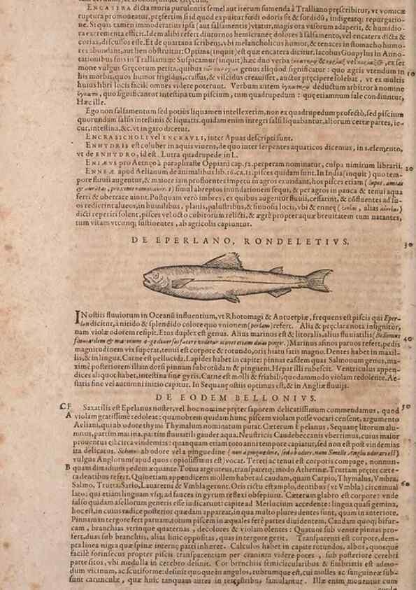 Reproducción/Reproduction 15569473042: Conradi Gesneri medici Tigurini Historiae animalium liber IV :. Francofurti :In Bibliopolio Andreae Cambieri,anno MDCIIII [1604]