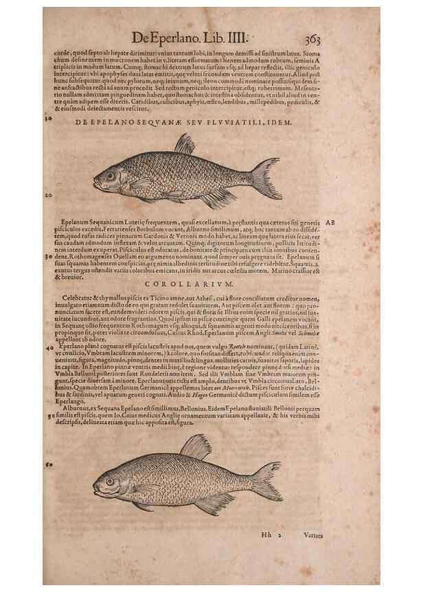 Reproducción/Reproduction 15565966901: Conradi Gesneri medici Tigurini Historiae animalium liber IV :. Francofurti :In Bibliopolio Andreae Cambieri,anno MDCIIII [1604]