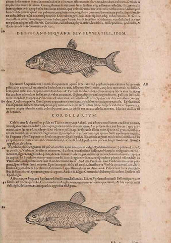 Reproducción/Reproduction 15565966901: Conradi Gesneri medici Tigurini Historiae animalium liber IV :. Francofurti :In Bibliopolio Andreae Cambieri,anno MDCIIII [1604]