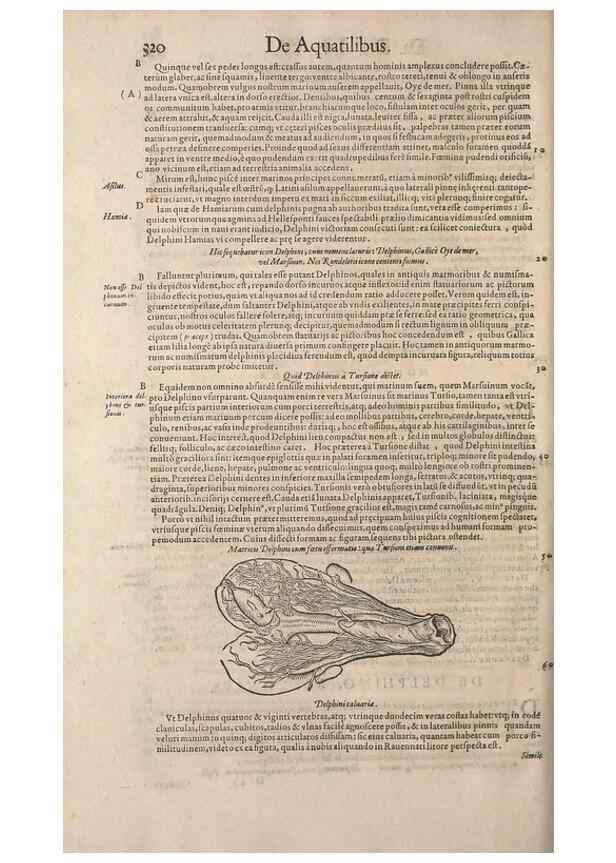 Reproducción/Reproduction 14948452093: Conradi Gesneri medici Tigurini Historiae animalium liber IV :. Francofurti :In Bibliopolio Andreae Cambieri,anno MDCIIII [1604]