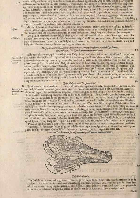 Reproducción/Reproduction 14948452093: Conradi Gesneri medici Tigurini Historiae animalium liber IV :. Francofurti :In Bibliopolio Andreae Cambieri,anno MDCIIII [1604]